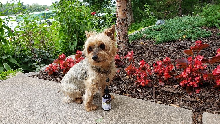 DogTime Review: Le remède à base de plantes «Calm Down» de Earth Animal aidera-t-il les chiens stressés à se détendre?