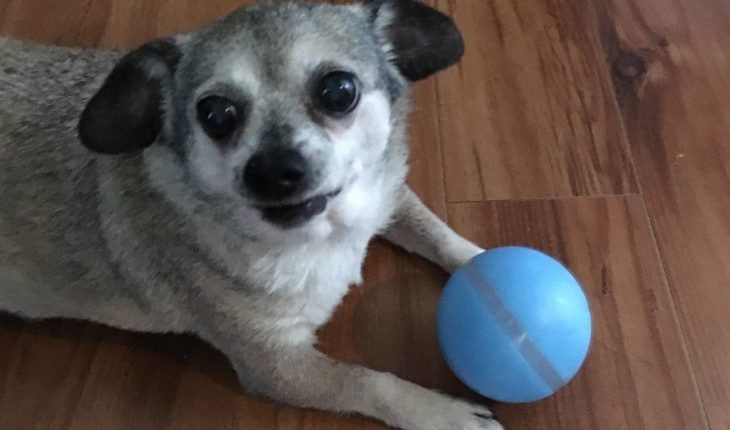 DogTime Review: Is The 'Cheerble Wicked Ball' Wicked Fun For Pets?