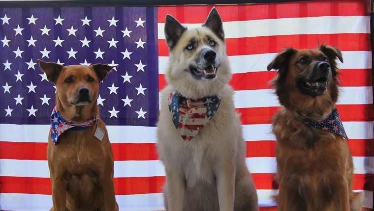 Званични амерички пси и како их добити ако их ваша држава нема