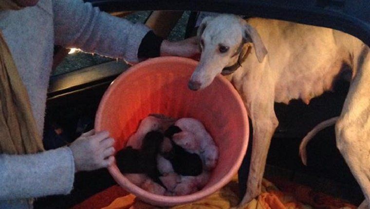 Mama Greyhound avec une jambe cassée mène les vétérinaires à deux kilomètres à pied de ses chiots