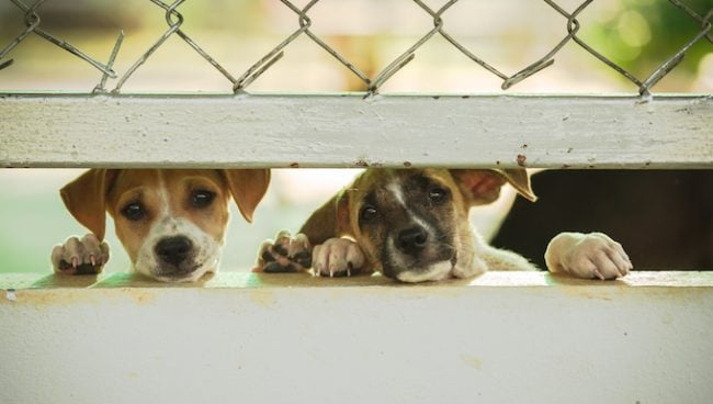 Une affaire d'abus d'animaux dans le New Hampshire met en lumière les problèmes d'élevage de chiens