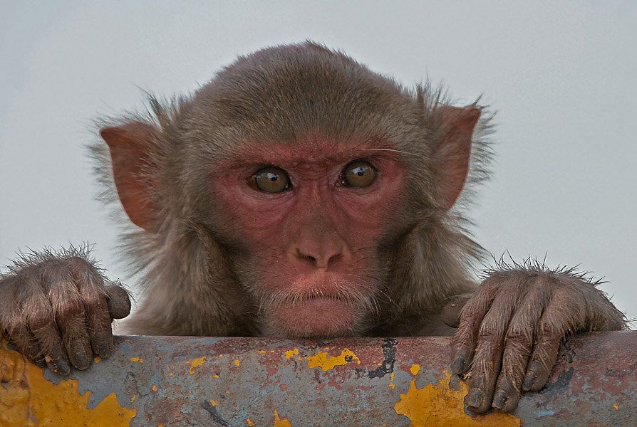 Des erreurs dans ce laboratoire de singe controversé ont conduit à des blessures, des décès et des évasions d'animaux