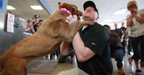 Un vétéran et un chien bombardier partagent une joyeuse réunion à l'aéroport de Chicago