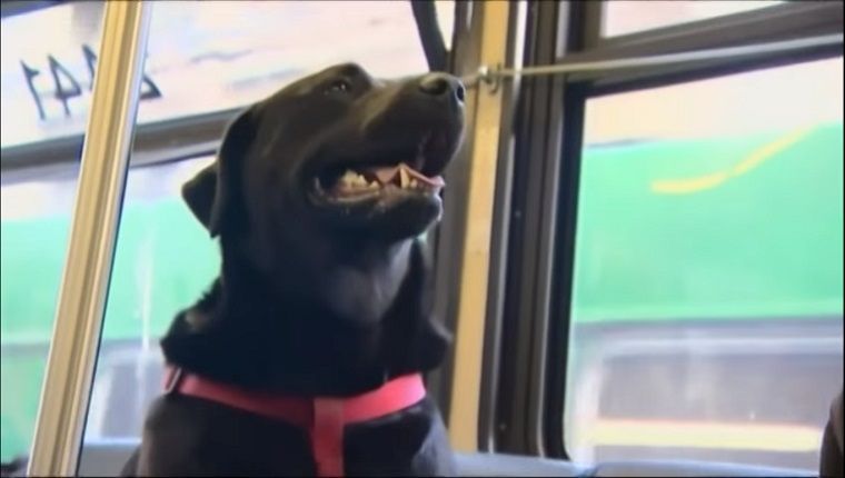 Streetwise Seattle Dog se vozi z mestnim avtobusom do pasjega parka