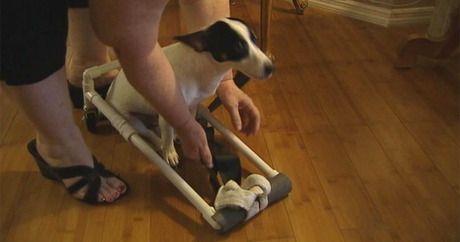 Les employés de Home Depot construisent un fauteuil roulant pour un chien paralysé