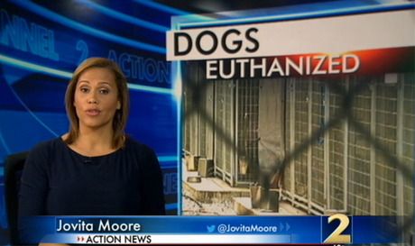 Empörung über 64 Hunde, die im Georgia Shelter eingeschläfert wurden