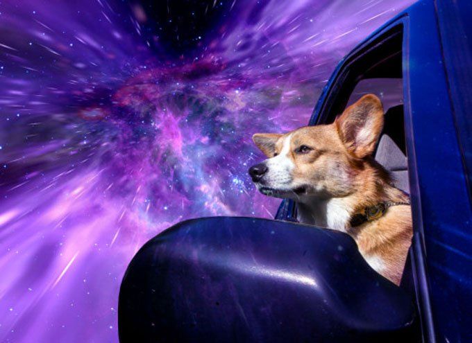 Un photographe donne l'impression que les chiens voyagent dans l'espace