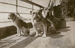 Se souvenir des chiens du Titanic