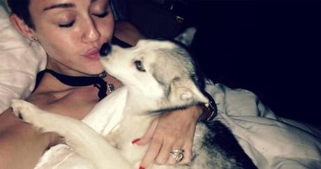 Miley Cyrus fait un adieu émotionnel à son défunt chien