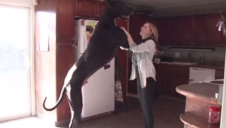 Rocko dogi on maailma kõrgeima koera uusim võistleja