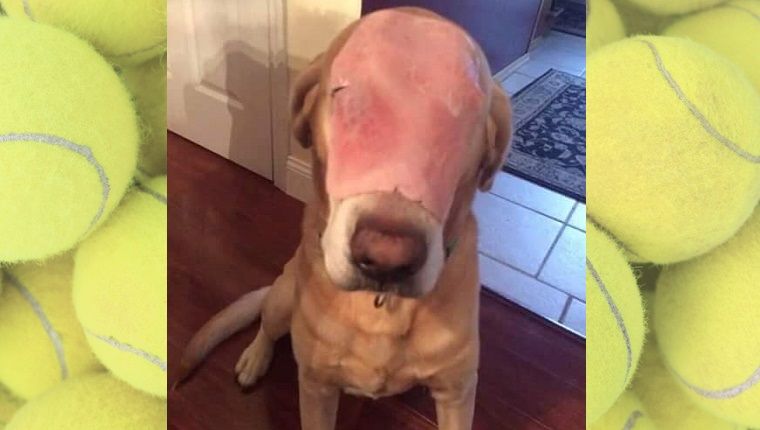 Internet trompé en pensant qu'un chien avec du jambon sur son visage est une victime de brûlure