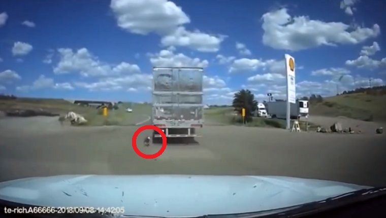 Шерифов добровољац зауставља извлачење камиона на аутопут са псом навезаним на браник
