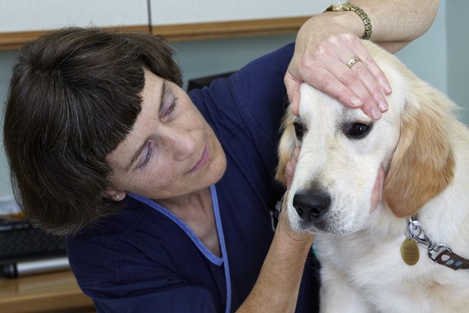 L'organisation offre des examens de la vue gratuits aux animaux d'assistance tous les mois de mai