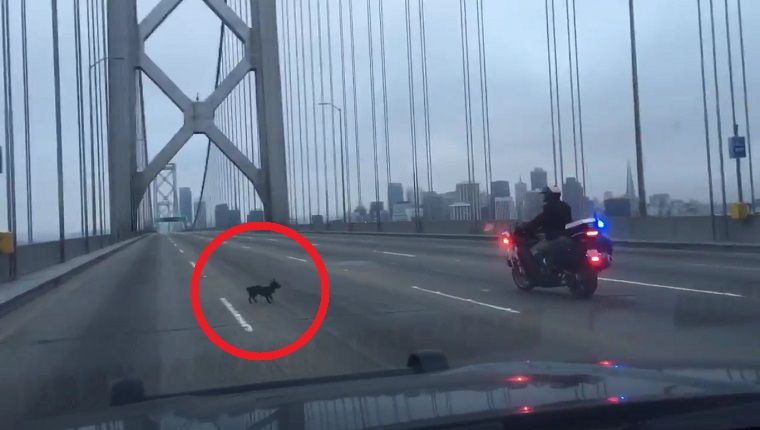 Un fugitif Chihuahua mène une poursuite policière sur le pont de la baie de San Francisco