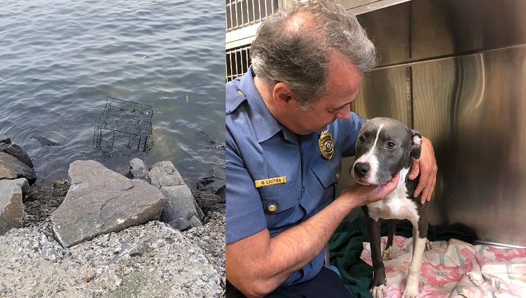 Šuo, išgelbėtas iš narvo, paliktas netoli vandenyno, kad būtų paskandintas potvyniu