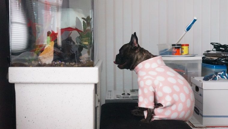 Le chien passe tout le week-end à regarder un aquarium et refuse de regarder ailleurs