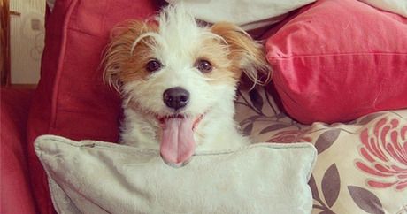 Ginny the Jack Russell Terrier passe de sans-abri à star du web
