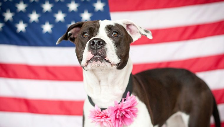 Pit Bulls: L'histoire du chien le plus redouté d'Amérique