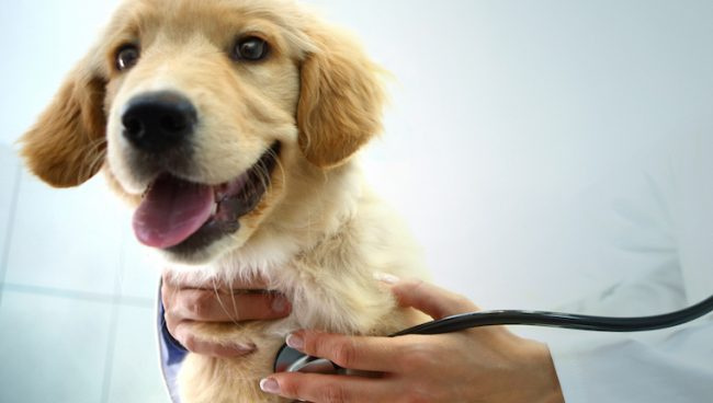 Lemmikloomakindlustusselts võib ennustada teie koera meditsiinilist tulevikku