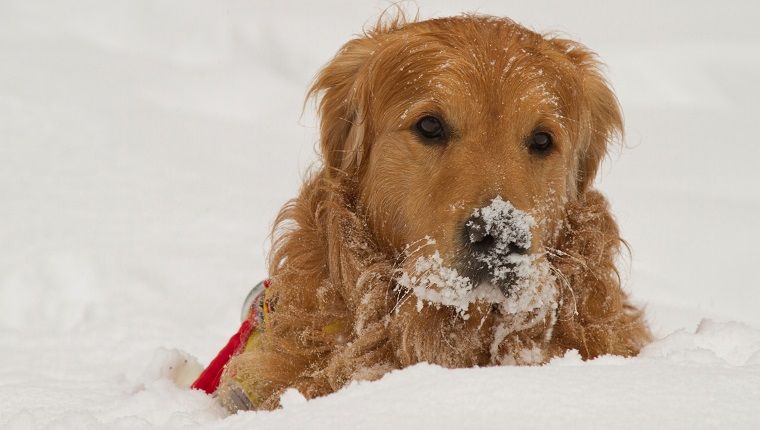 25 Hunde mit einer Schneedecke (BILDER)