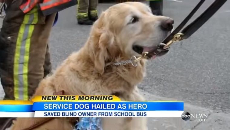 Un chien qui a sauté devant un bus pour sauver le propriétaire rentre à la maison
