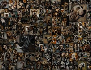 Artista lança luz sobre a superpopulação de animais de estimação com 5.500 pinturas de cães de abrigo condenados