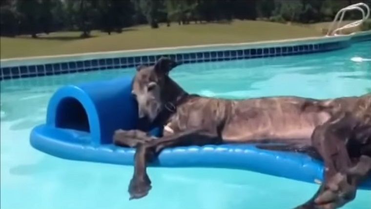 7 Greyhounds les plus lents du monde