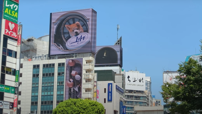 Un Akita 3D massif projeté dans les rues de Tokyo