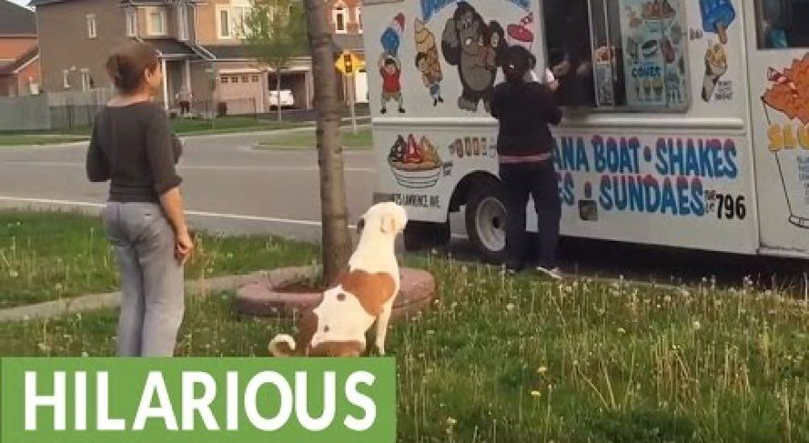 Pit Bull attend patiemment en ligne pour un cornet de crème glacée (VIDEO)