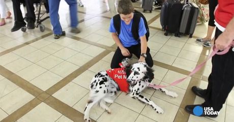 Les chiens de thérapie accueillent les voyageurs fatigués à LAX