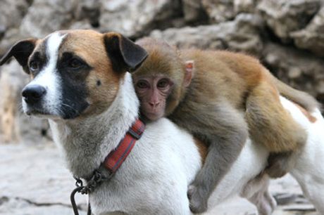 Eläintarhan apina sai muita apinoita kiusatuksi, joten he antoivat hänelle vartijakoiran