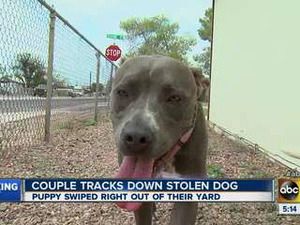 Un voleur involontaire tente de vendre à un couple son propre chien volé