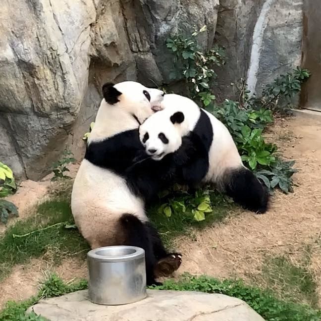 Pandas Mate μετά από 10 χρόνια μαζί στο ζωολογικό κήπο του Χονγκ Κονγκ