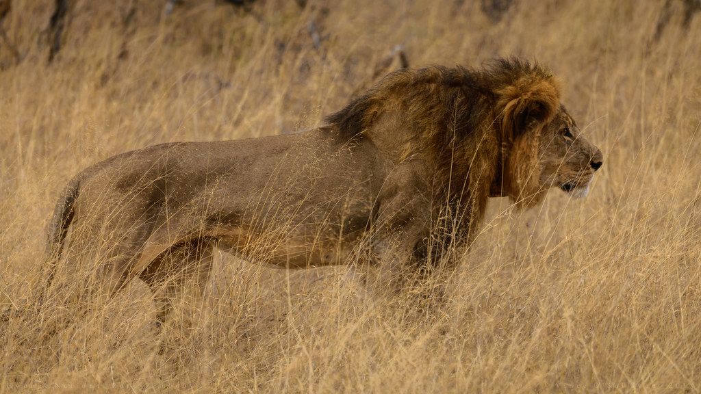 Le « frère » de Cecil The Lion est « bien vivant »